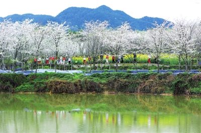 铁门乡长塘村，盛开的樱花吸引大量游客前往休闲、赏景。记者 熊伟 摄