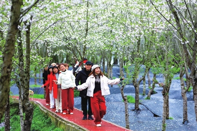 铁门乡长塘村，游客在樱花园内开心地游玩。记者 熊伟 摄