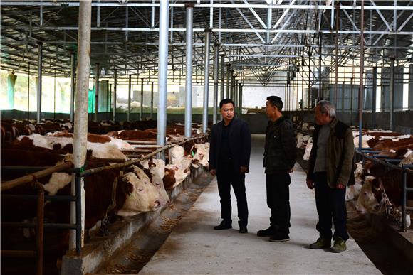 张兴东（左一）和管理人员查看肉牛长势。通讯员 储潇 摄