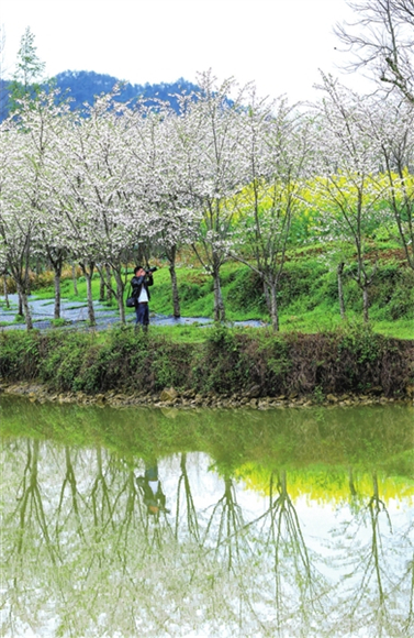 2铁门乡长塘村，摄影爱好者在用相机定格樱花园里的美好。记者 熊伟 摄