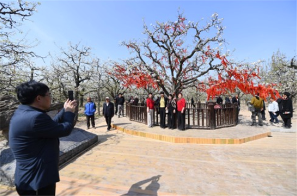 3月29日，游客在宁陵县万亩梨园景区的“梨树王”边拍照留念。新华社记者 张浩然 摄