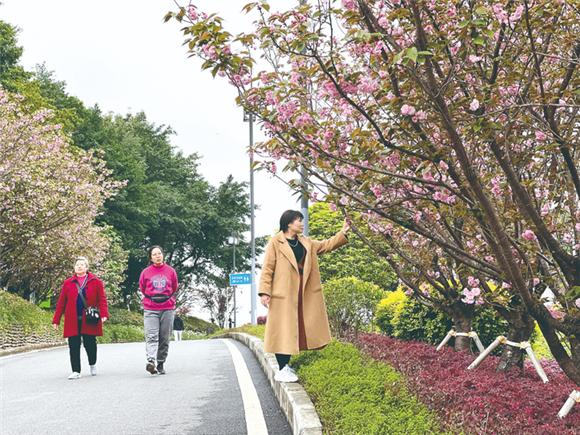 市民漫步在樱花树下。记者 邹露 摄