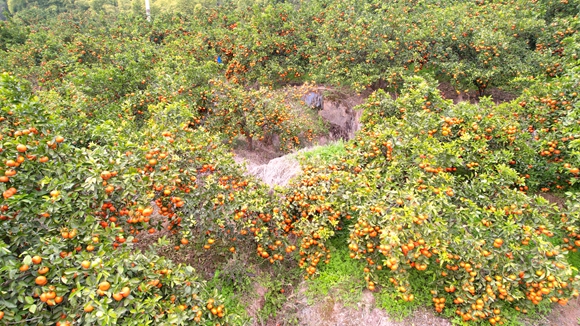 开州柑橘结出硕果。开州区农业农村委供图 华龙网发