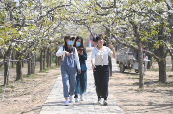 3月29日，游客在宁陵县万亩梨园景区游览。新华社记者 张浩然 摄