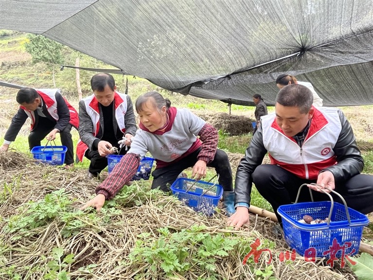 志愿者与村民一起采收赤松茸。 记者 聂灵灵 摄