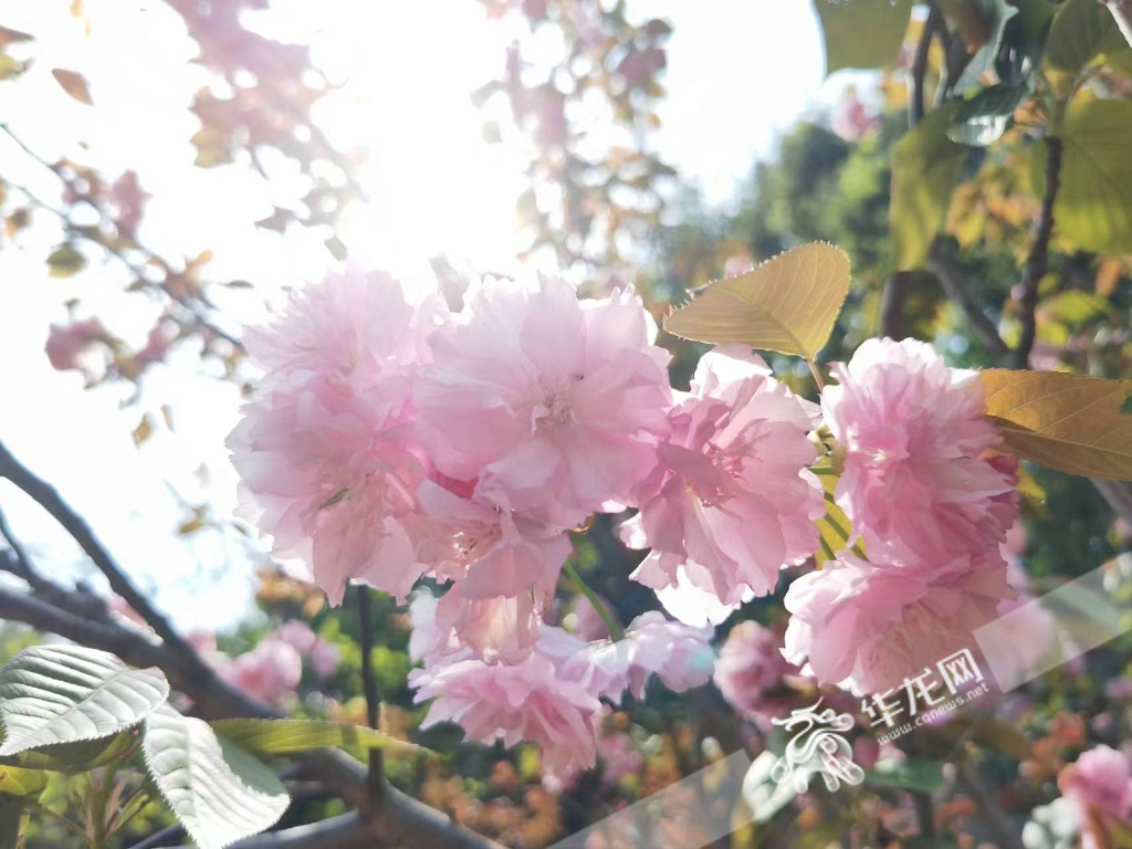 两江幸福广场旁百林公园内，樱花烂漫，美不胜收。华龙网-新重庆客户端记者 谢鹏飞 摄