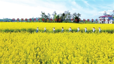 The golden cole flowers are in full bloom in the rice oil base in Lianmeng Village, Xinsheng Town, attracting countless visitors to view flowers and enjoy spring fun. (Photographed by Fang Tailin)