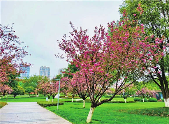 中央公园樱花。渝北区文化和旅游发展委员会供图