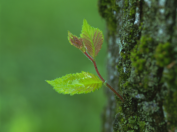曾绍仑：思想的芽苞1