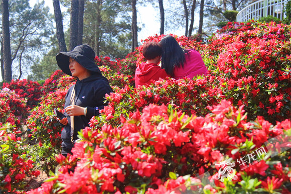 游客在杜鵑園中打卡拍照。華龍網-新重慶客戶端 簡夢 攝