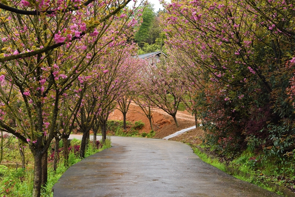 江津太公山风景区图片