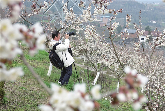 游客在樱花丛中拍照打卡。通讯员 汪万英 摄