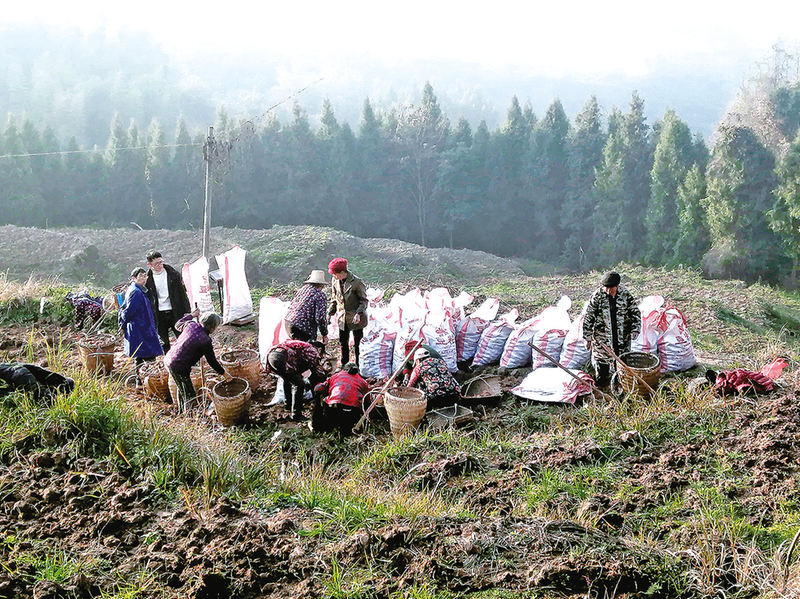 村民在挖马铃薯。 山茶村村委会供图