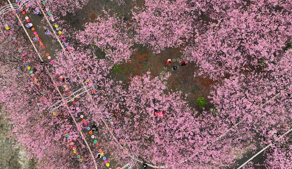 游人在常宁市罗桥镇樱花园内观赏樱花 - 副本