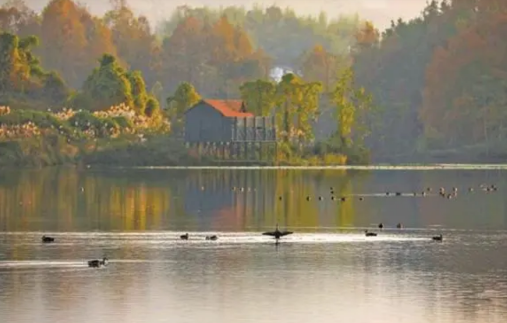 冬日，成群的候鸟在双桂湖上沐浴暖阳。通讯员 熊伟 摄