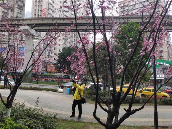 市民用单反拍下红梅花开美景。通讯员 范永根 摄