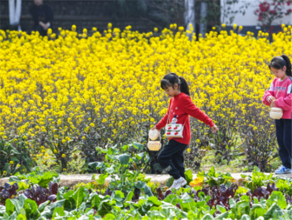 3月5日，在四川省崇州市道明镇，小朋友在油菜花田中玩耍。新华社记者 王曦 摄