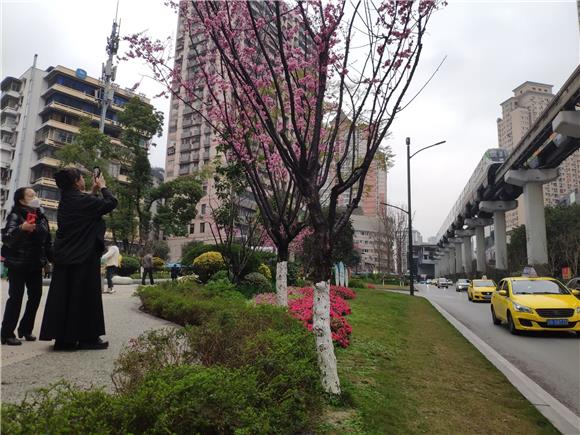 红梅花开竞相绽放，吸引市民前来踏春赏梅。通讯员 范永根 摄