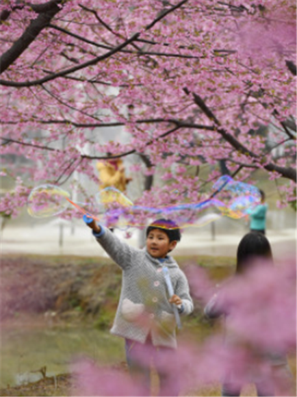 3月4日，小朋友在常宁市罗桥镇樱花园内玩耍。新华社记者 赵众志 摄