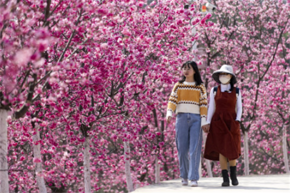 3月1日，两名游客在宜良县山后樱花谷观光游览。新华社记者 陈欣波 摄