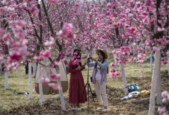 3月1日，两名游客在宜良县山后樱花谷观光直播。新华社记者 陈欣波 摄