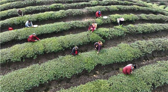 采茶工人在茶田间采摘今年的第一批新茶。通讯员 陈仕川 摄