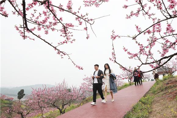 1游客在柔美娇艳的桃花花海中享受春日的休闲时光。通讯员 陈仕川 摄