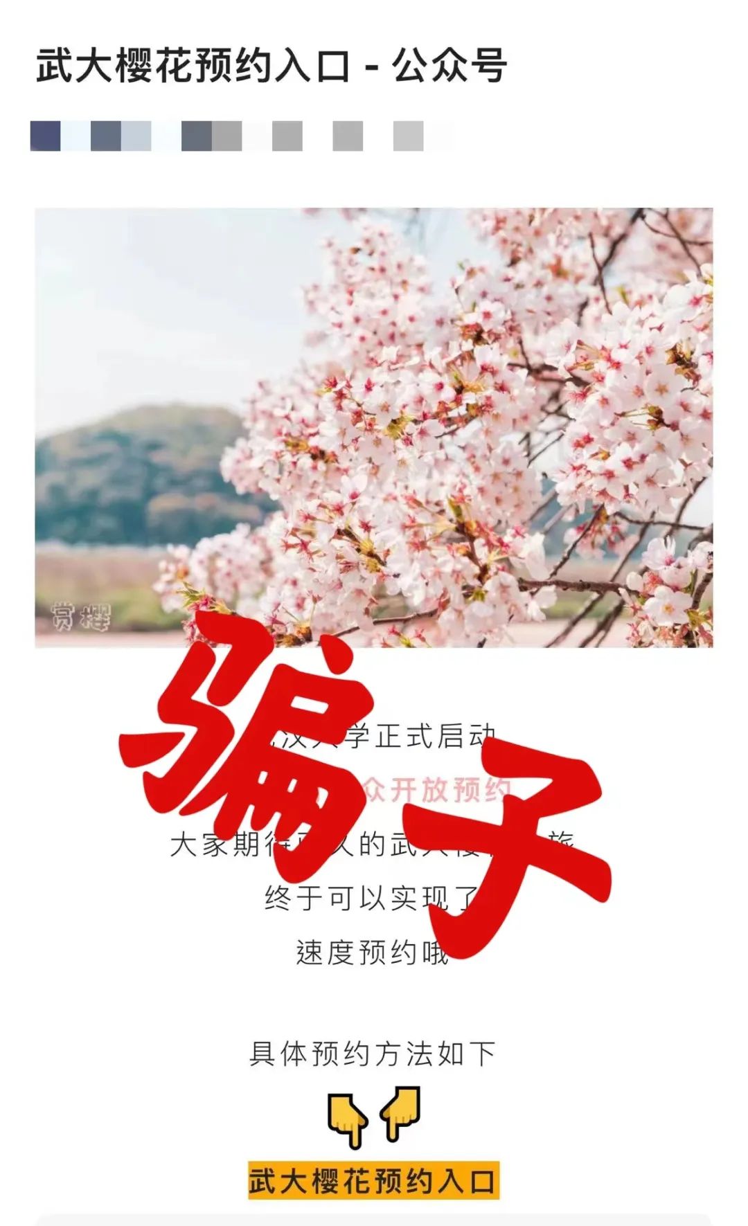武汉大学辟谣多个网传赏樱消息：赏樱政策尚未发布，谨防黄牛6