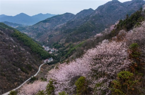 三都镇大唐村山坡上的野樱花纷纷绽放（3月1日摄，无人机照片）。新华社记者 徐昱 摄
