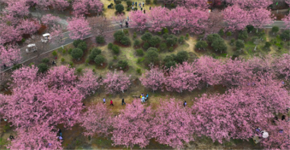 3月4日，游人在常宁市罗桥镇樱花园内观赏樱花（无人机照片）。新华社记者 赵众志 摄