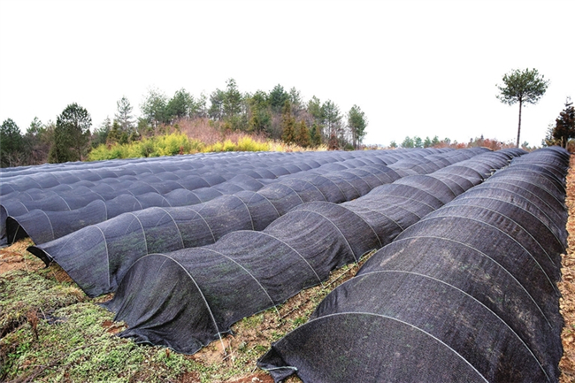 熟地种黄连推广基地。石柱报记者 隆太良 摄