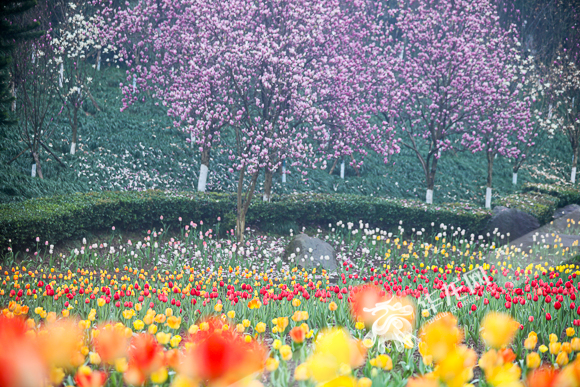 The purple Yulan magnolias and tulips are in full bloom in Wetland Flower Valley.