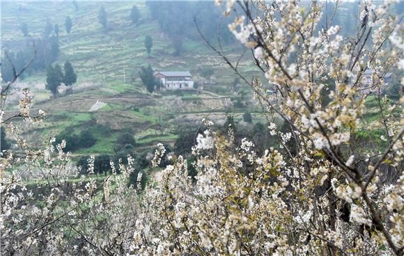 Cherry blossoms in full bloom. (Photographed by Huang He and Tan Yanhua)