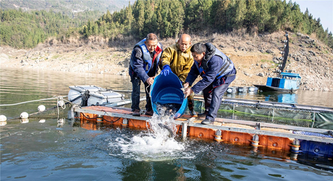 工人将储鱼区的45万余尾花鲢、白鲢等幼鱼投放到清水湖。云阳县融媒体中心供图