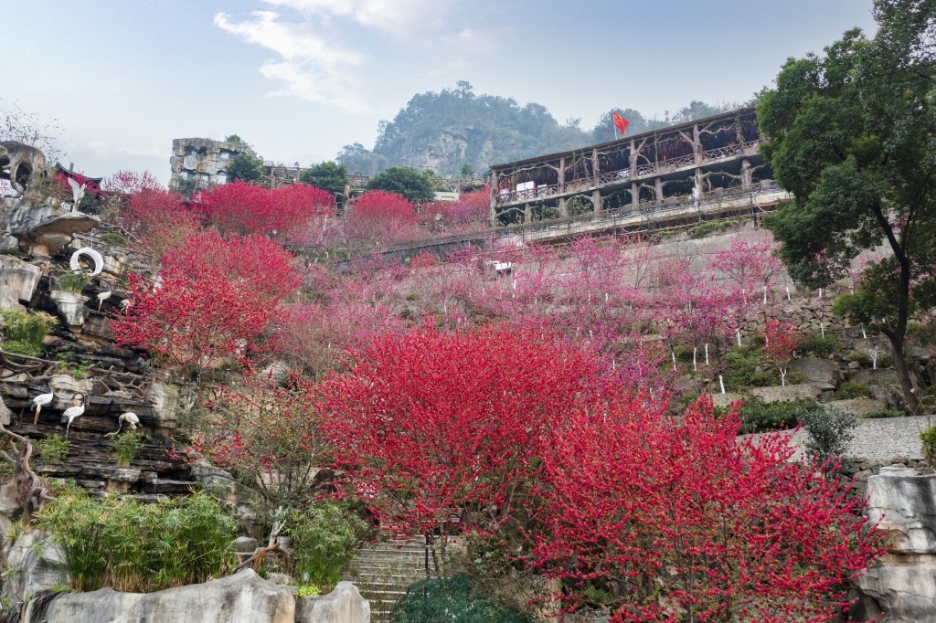 The cherry blossoms in the ecological park of Tongluo Flower Valley are blooming. (Photo provided by Tongluo Flower Valley)