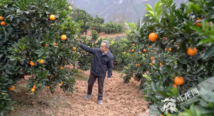 毛相林带领村民们发展柑橘产业，打通了致富路。_副本