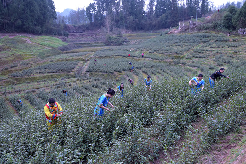 志愿者和茶农在基地采摘茶叶。特约通讯员 隆太良 摄