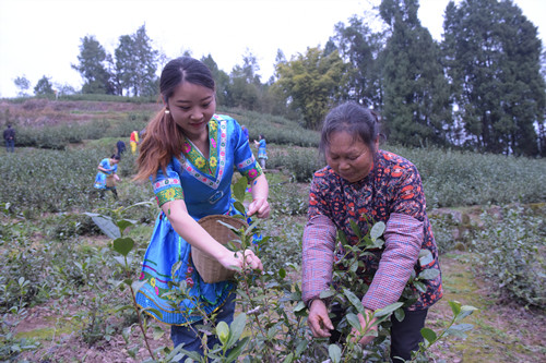 志愿者帮助茶农采摘茶叶。特约通讯员 隆太良 摄