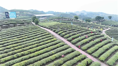 采茶工人在茶田间采摘今年的第一批新茶。记者 陈仕川 摄