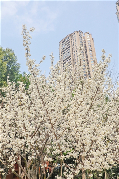2江北嘴中央商务区中央公园，樱花盛放枝头。记者 曹检 摄