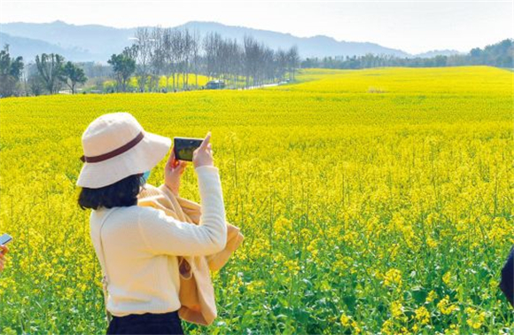 美丽的油菜花田吸引游客拍照。记者 崔景印 摄