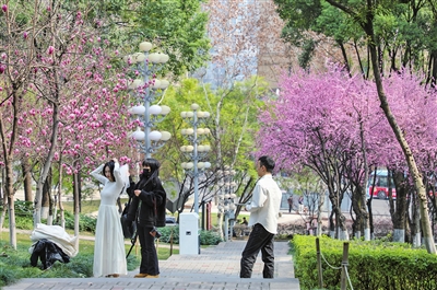 江北嘴中央商务区中央公园的玉兰花挂满枝头，一对新人在花树下拍照。记者 曹检 摄