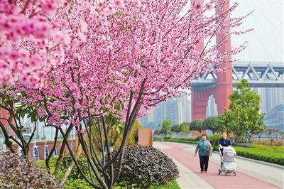 北滨路漫行步道，吸引了不少市民赏花游玩。记者 曹检 摄