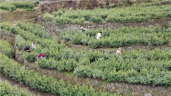 村民在基地采摘春茶。通讯员 储潇 摄