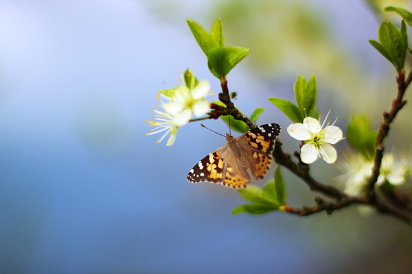 李立峰：春天来信1