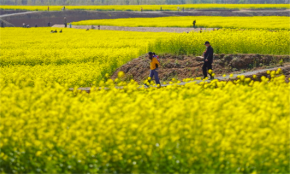 4月9日，游客在河北省沙河市十里亭镇油菜花田游览。新华社记者 牟宇 摄