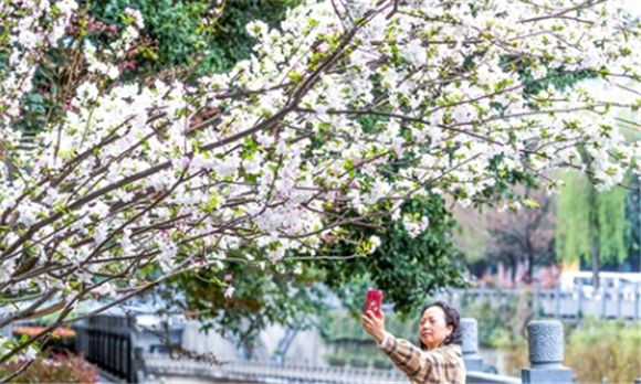 市民在步游道上拍摄樱花。瞿明斌 摄