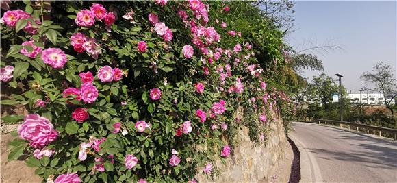 山村公路的蔷薇花墙。通讯员 赵武强 摄