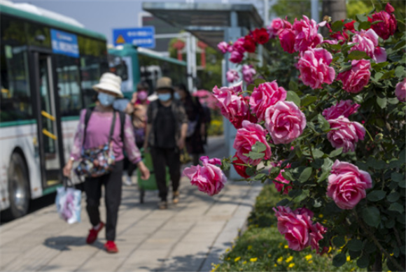 这是4月9日拍摄的昆明市广福路一处公交站台旁的月季花。新华社记者 陈欣波 摄