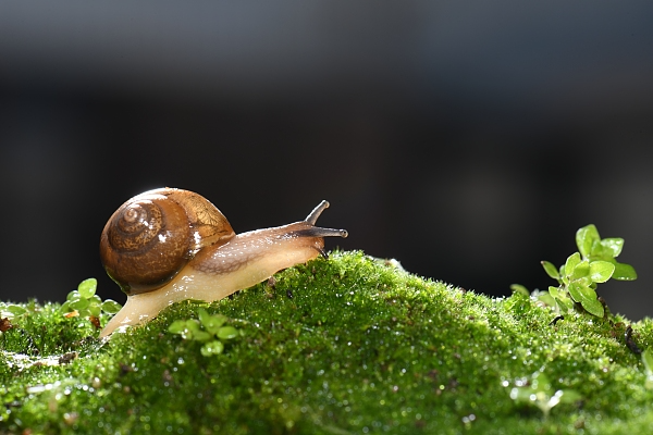 木兰：蜗牛1